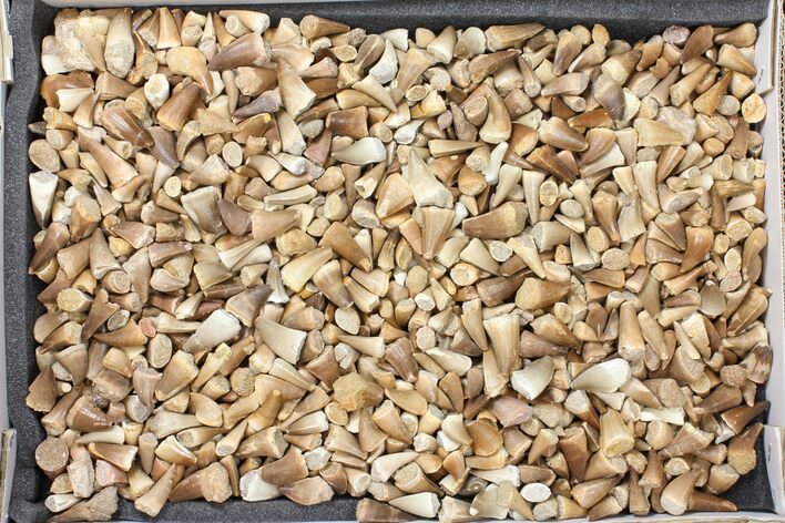 Lot: Assorted Fossil Mosasaur Teeth - Pieces #134103